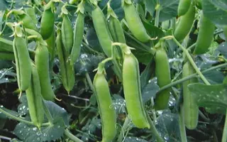 РАННИЙ ГРИБОВСКИЙ 11