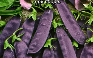 ФИОЛЕТОВЫЙ САХАР