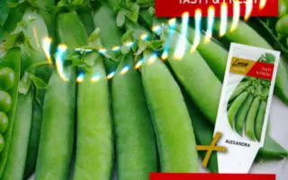 АЛЕКСАНДРА