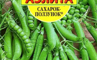 САХАРОК-ПОЛЗУНОК