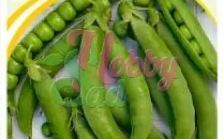 ВОРОНЕЖСКИЙ ЮБИЛЕЙНЫЙ