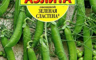 ЗЕЛЕНАЯ СЛАСТЕНА