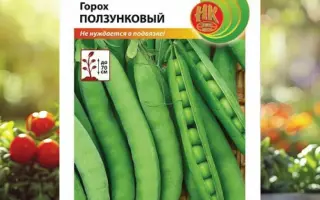 БУРГОМИСТР