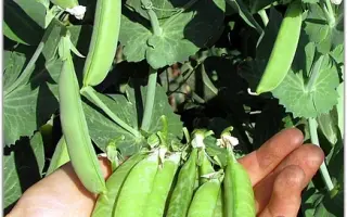 ДЕТСКАЯ РАДОСТЬ