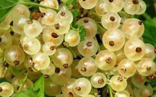 ЮТЕРБОГСКАЯ