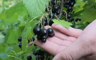 АВГУСТОВСКАЯ НОЧЬ