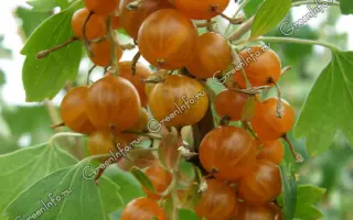 ЗНОЙНЫЙ МИРАЖ