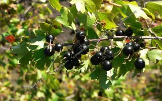 МИЧУРИНСКИЙ СУВЕНИР