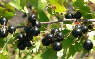 ЮБИЛЕЙ АЛТАЯ