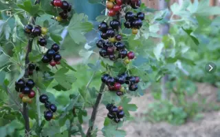 БАЙКАЛЬСКАЯ СИНЕВА