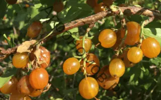 СИБИРСКОЕ СОЛНЫШКО