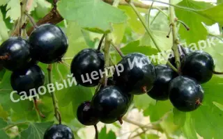 ПОДАРОК АРИАДНЕ