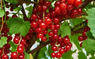 КРАСНАЯ ГРОЗДЬ