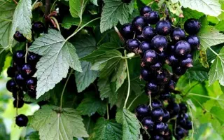 ПРИМОРСКИЙ ЧЕМПИОН