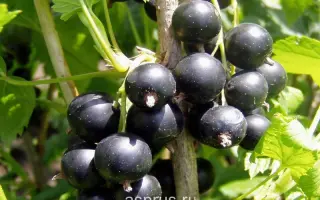 УНИВЕРСИТЕТСКАЯ 123