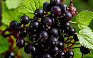 АКАДЕМИЧЕСКАЯ