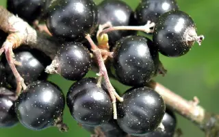 ПОДАРОК ВЕТЕРАНАМ