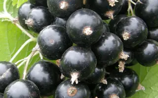 СЕЯНЕЦ СОФЬИ