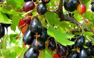 ХВОЙНЫЙ АРОМАТ