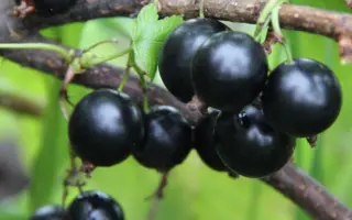 ПЧЕЛКИНСКАЯ