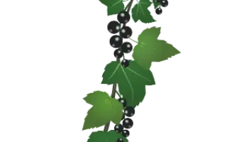 ИСКИТИМСКИЙ ДАР