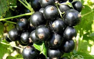 БРЯНСКИЙ АГАТ