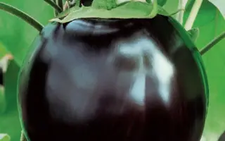 ГЕНЕРАЛЬСКИЙ