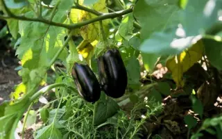 АСТРАХАНЕЦ