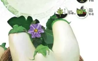 МЕЧТА ГРИБНИКА