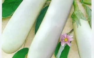 БЕЛЫЙ РЫЦАРЬ