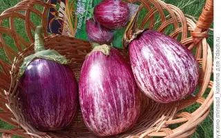 ПОЛОСАТЫЙ БОК