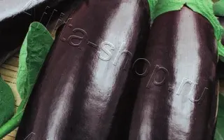 ЧЕРНЫЙ ВЕЛИКАН