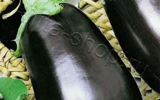 ЧЕРНЫЙ РУССКИЙ