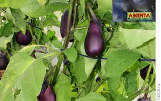 СИРЕНЕВЫЙ ТУМАН