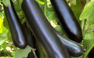 ИЛЬЯ МУРОМЕЦ