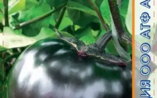 ФИОЛЕТОВЫЙ ШАР