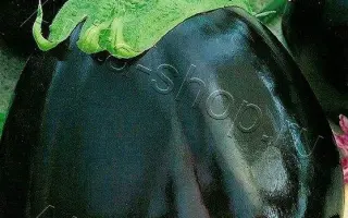 ХОЗЯИН-БАРИН