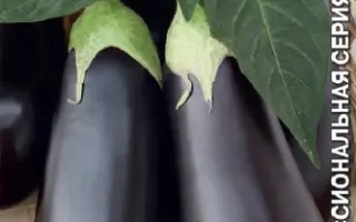 ЧЕРНЫЙ БРИЛЛИАНТ