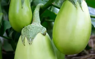 ЗЕЛЕНЕНЬКИЙ