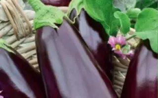 ВОСТОЧНЫЙ ЭКСПРЕСС