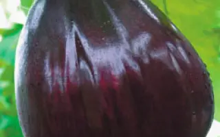 БЫЧЬЕ СЕРДЦЕ