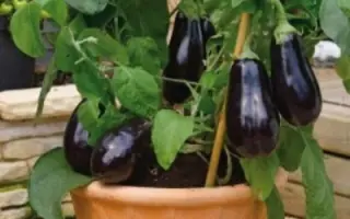 ЯПОНСКИЙ КАРЛИК