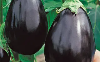 ЧЕРНЫЙ КРАСАВЕЦ