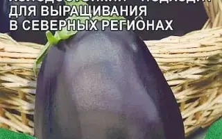 СЕВЕРНЫЙ БЛЮЗ