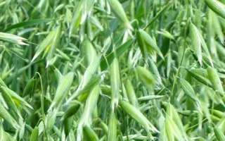 НЕМЧИНОВСКИЙ 61