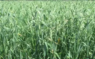 ТАРСКИЙ ГОЛОЗЕРНЫЙ