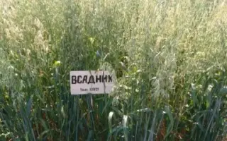 ВСАДНИК