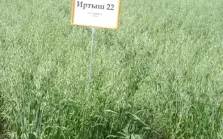 ИРТЫШ 22