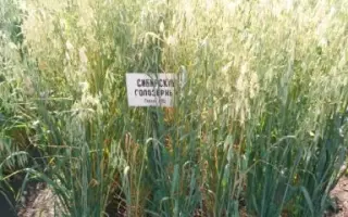 СИБИРСКИЙ ГОЛОЗЕРНЫЙ