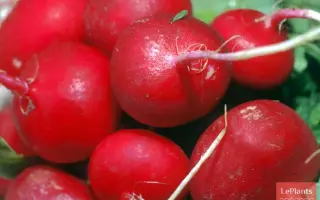 ДУНГАНСКИЙ 12/8